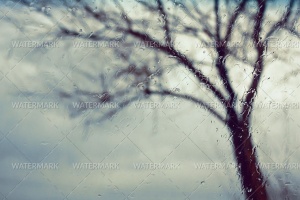 A tree is seen through the window glass.