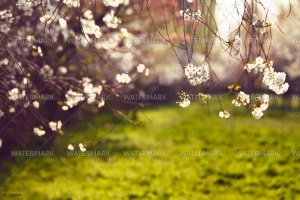 A blurry photo of some trees with white flowers