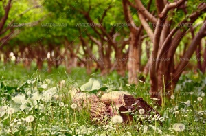 A field of flowers and trees in the distance.