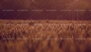 A field of grass with brown background and water