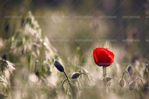 A red flower in the middle of some grass