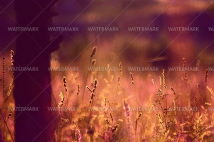 A field of grass with purple and yellow colors