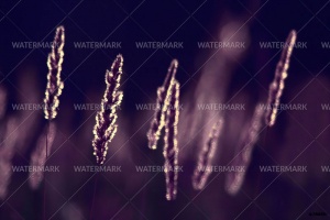 A close up of some grass in the dark