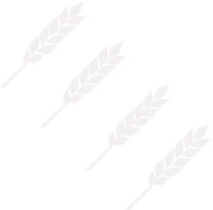 Three wheat stalks on a white background.