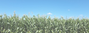 A field of green corn under a blue sky.
