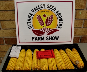 A display of corn on the cob at an ottawa valley seed growers farm show.