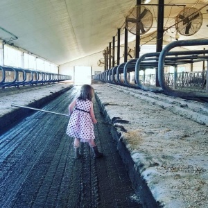 A little girl in a dress is walking down the aisle of an animal barn.