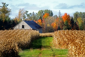 A barn sitting in the middle of a field.