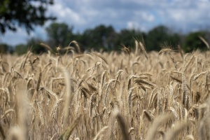 A field of wheat with trees in the background.