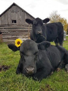 Two black cows laying in the grass with a yellow flower on their head.