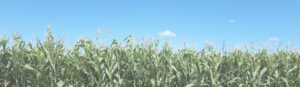 Cornfield under a clear blue sky.